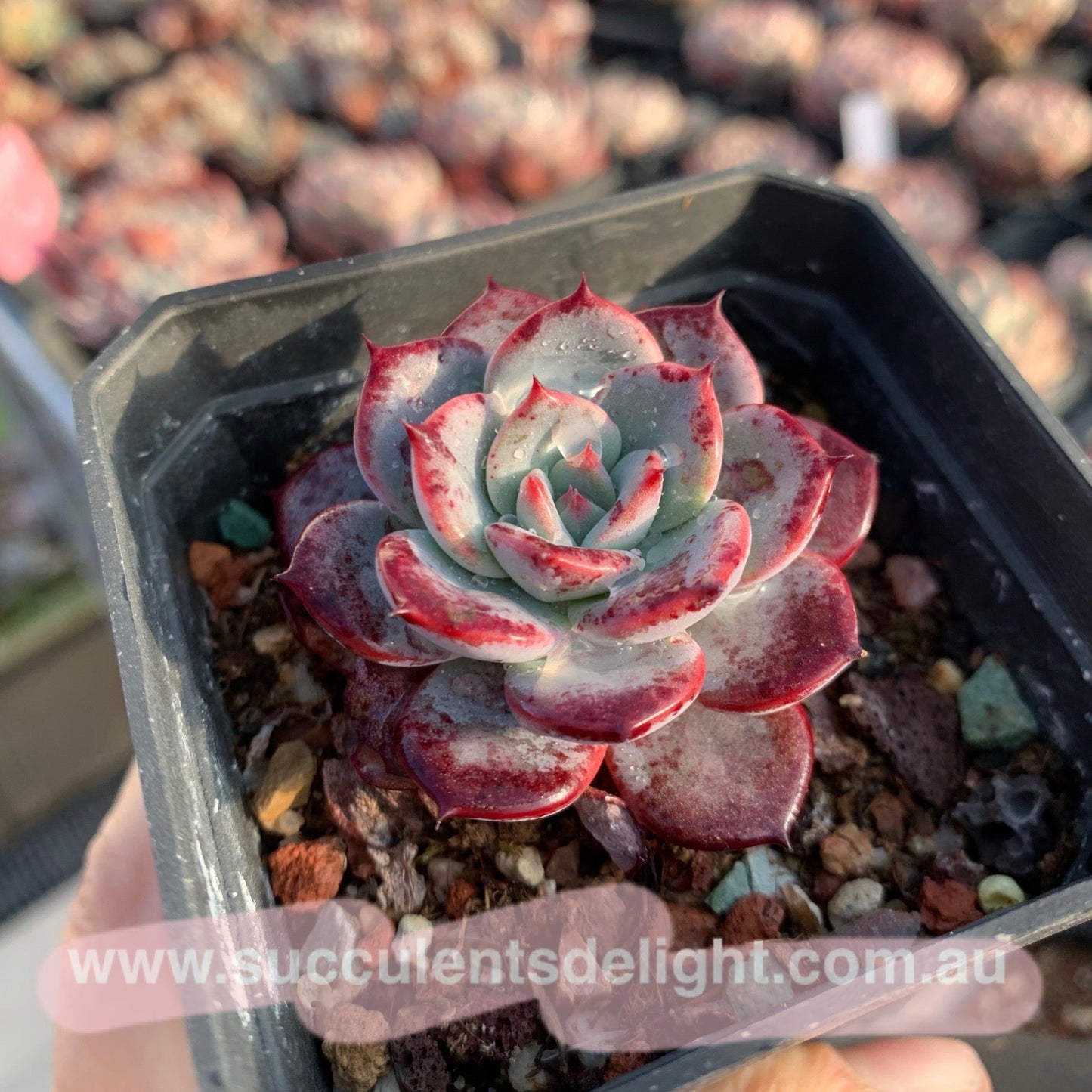 Echeveria Laulensis 劳伦斯