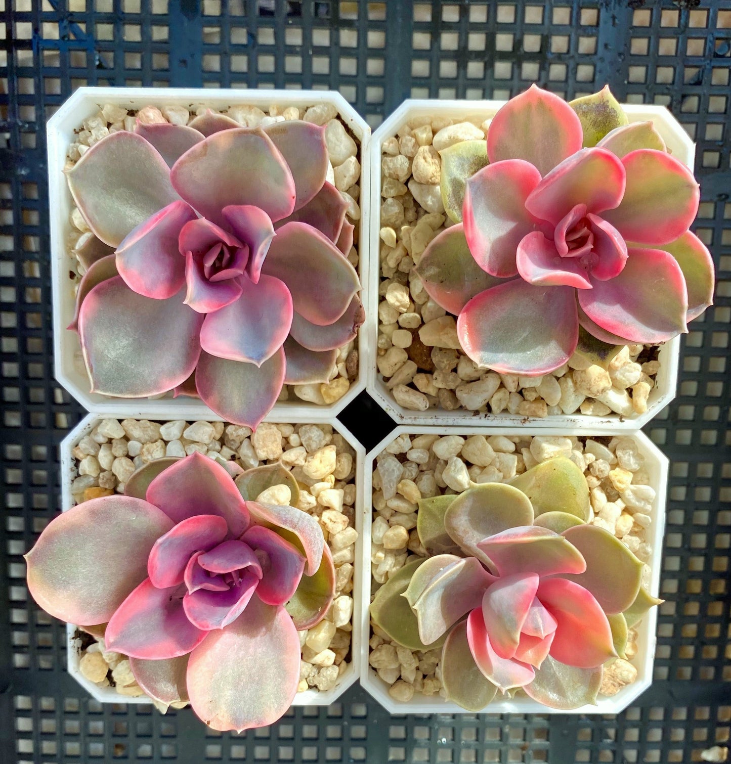 Echeveria west rainbow