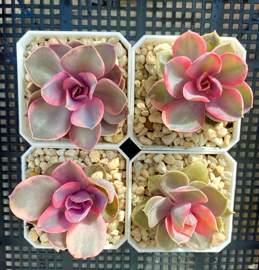 Echeveria west rainbow