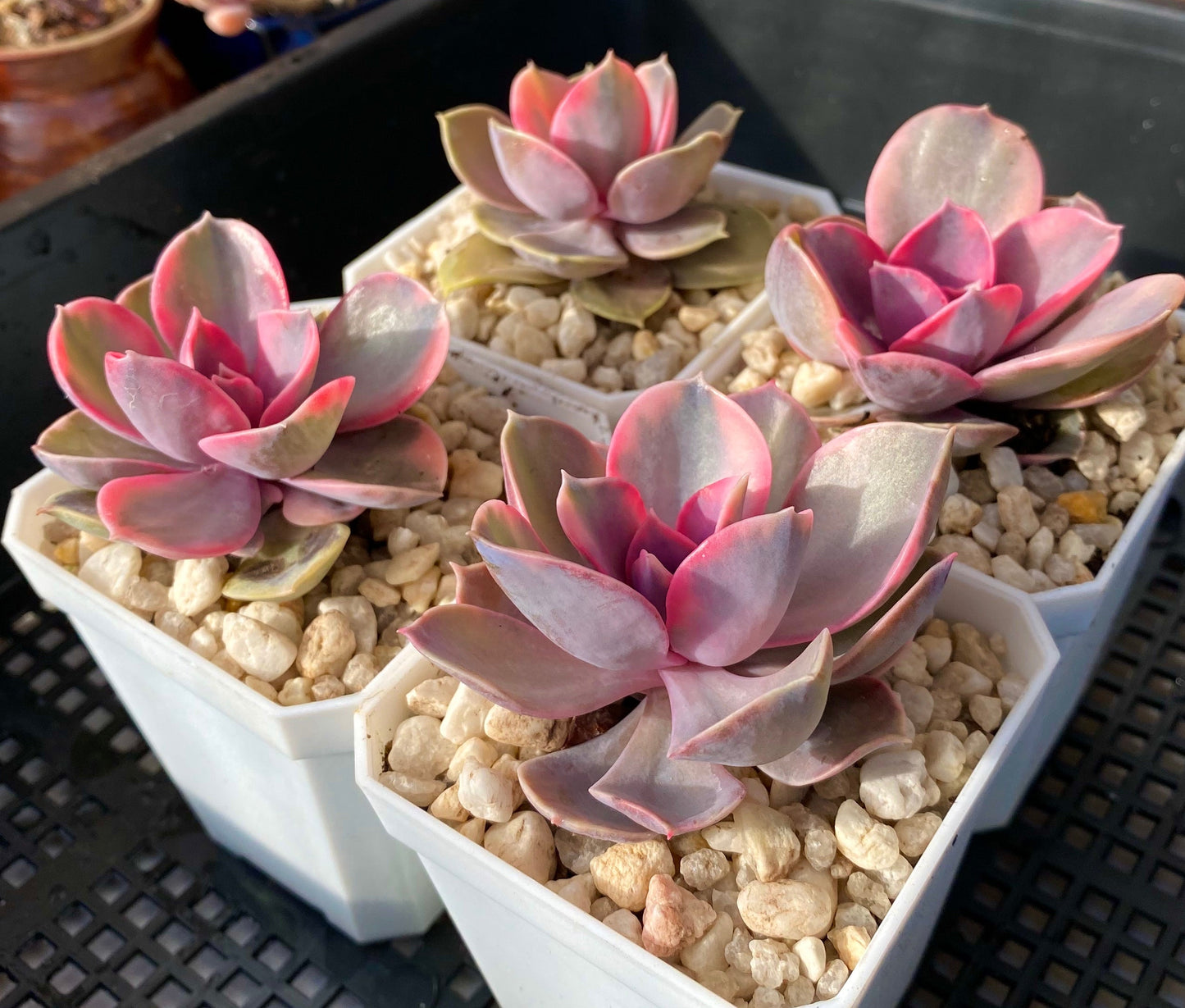 Echeveria west rainbow