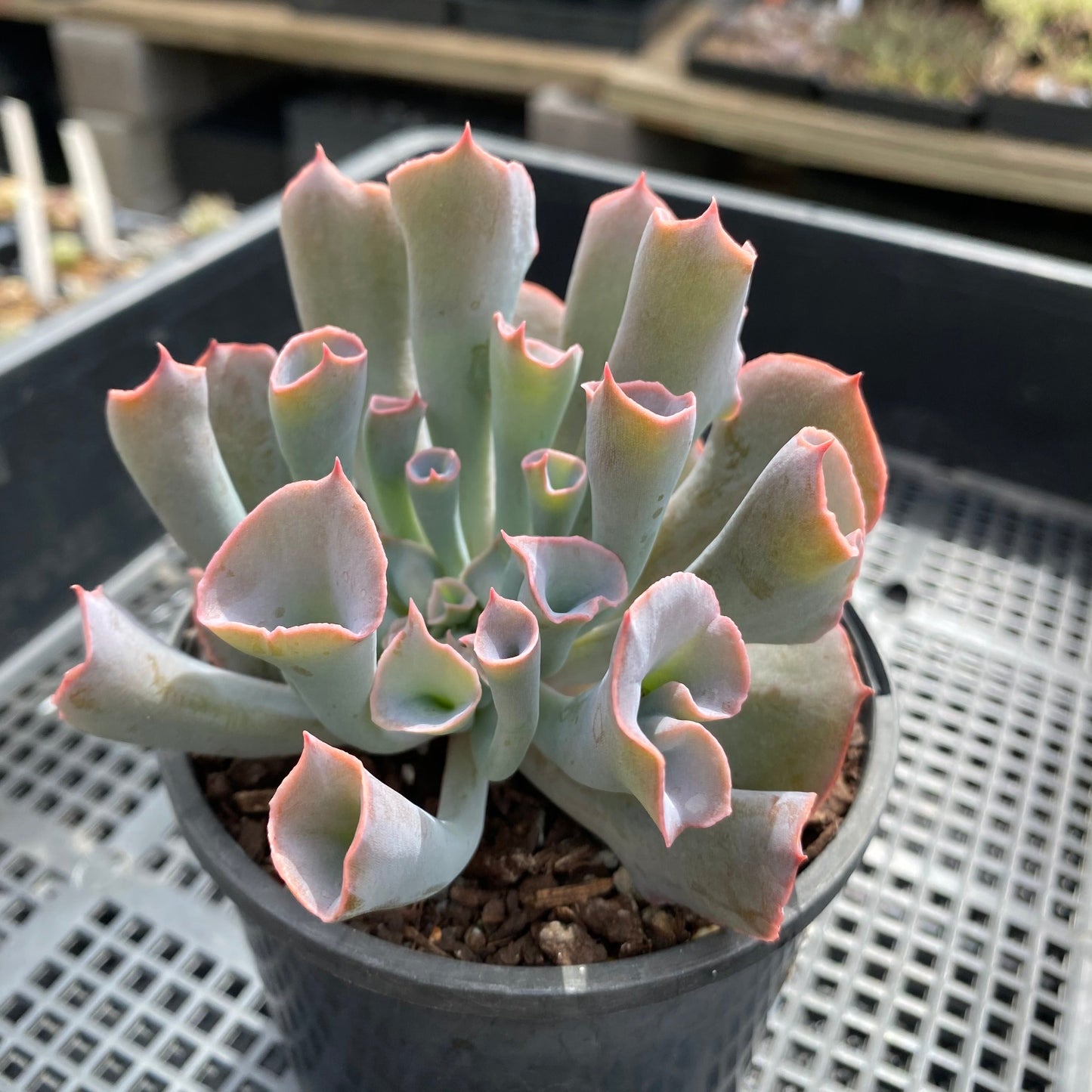 Echeveria trumpet pinky