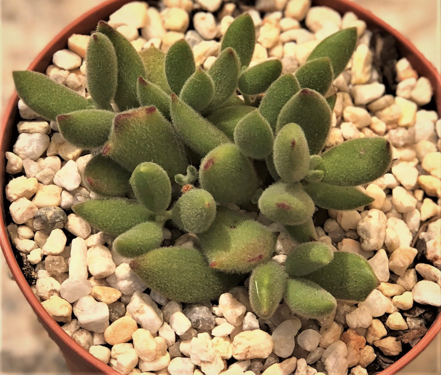 Cotyledon tomentosa (bear paws)