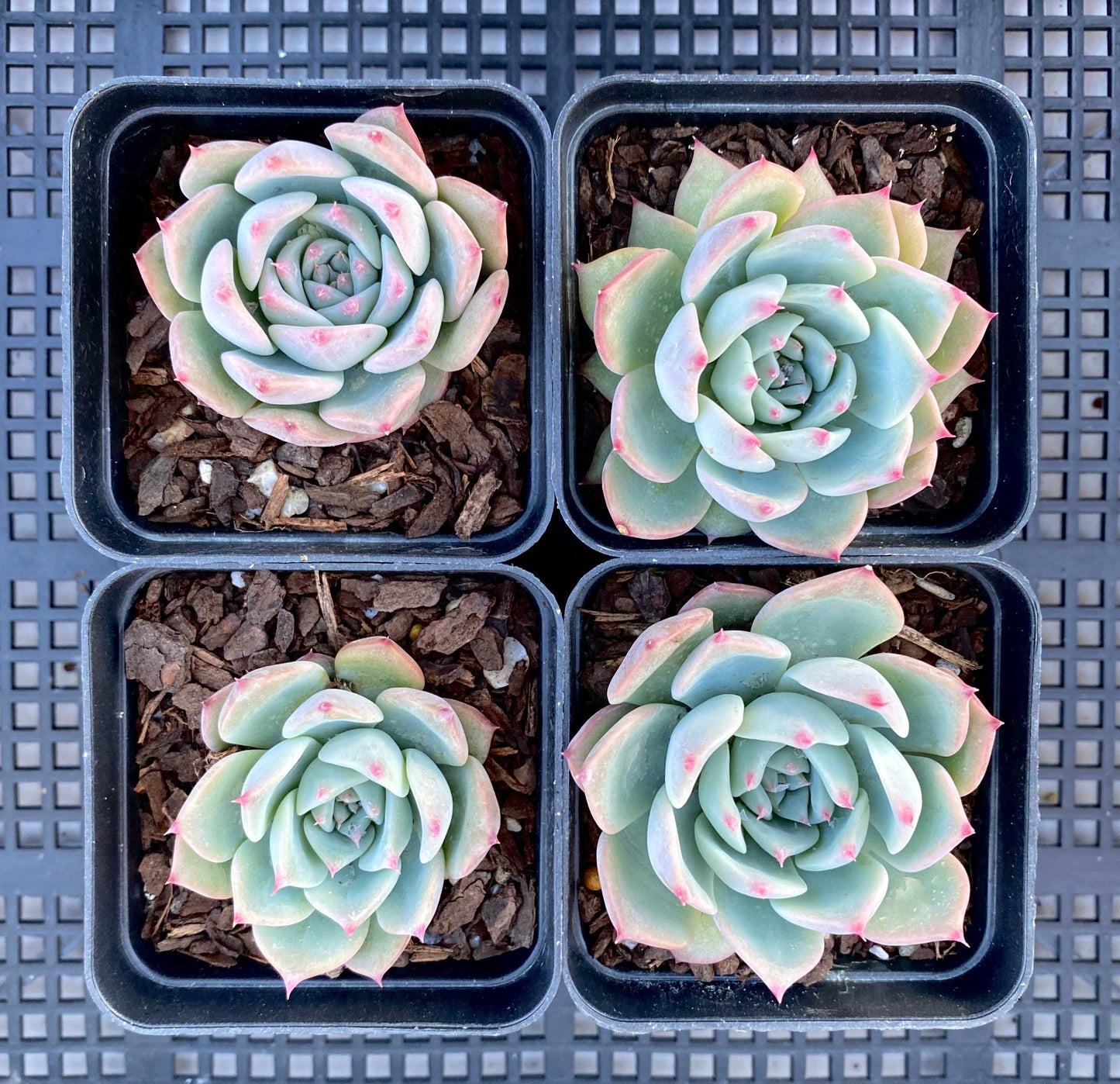 Echeveria home alone