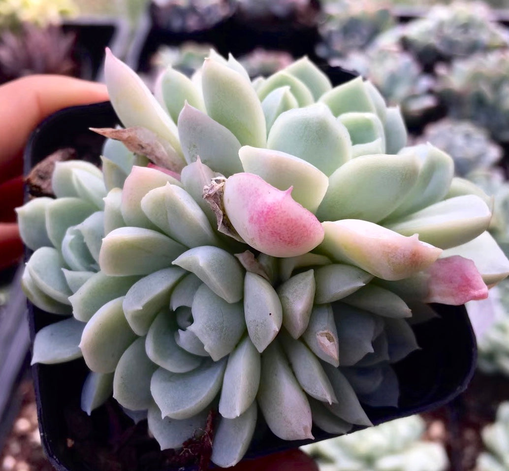 Echeveria albicans x lindsayana