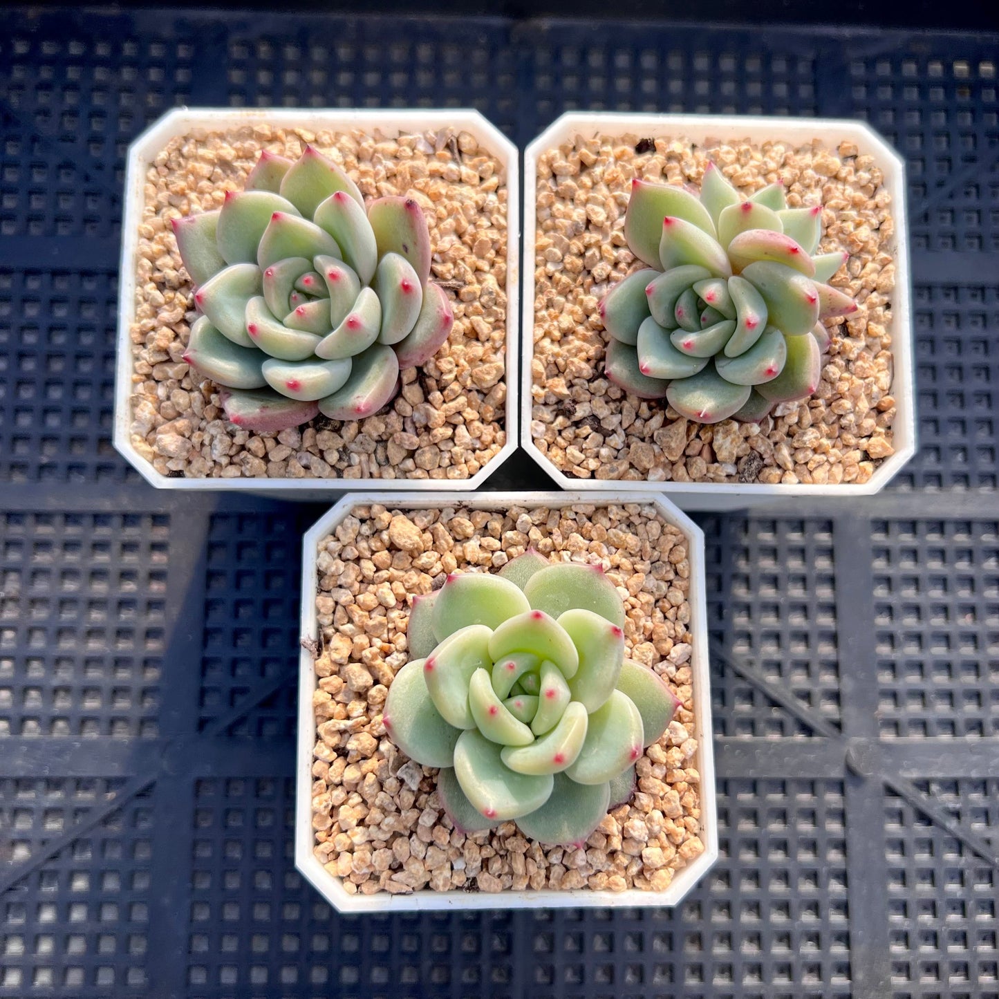 Echeveria champagne