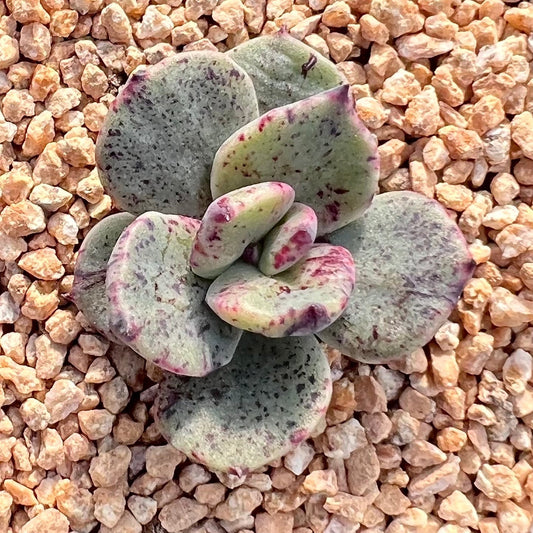 Echeveria riga monstrose