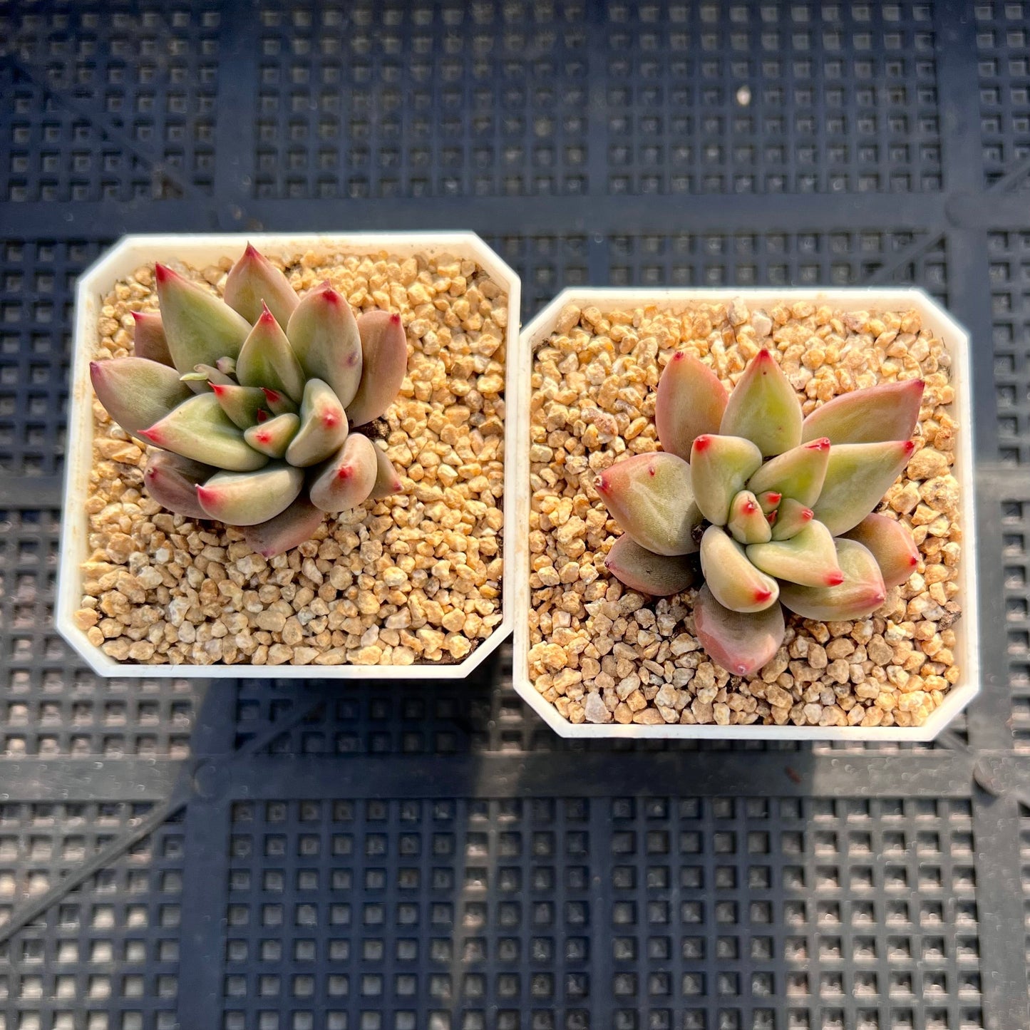 Echeveria Psyche S