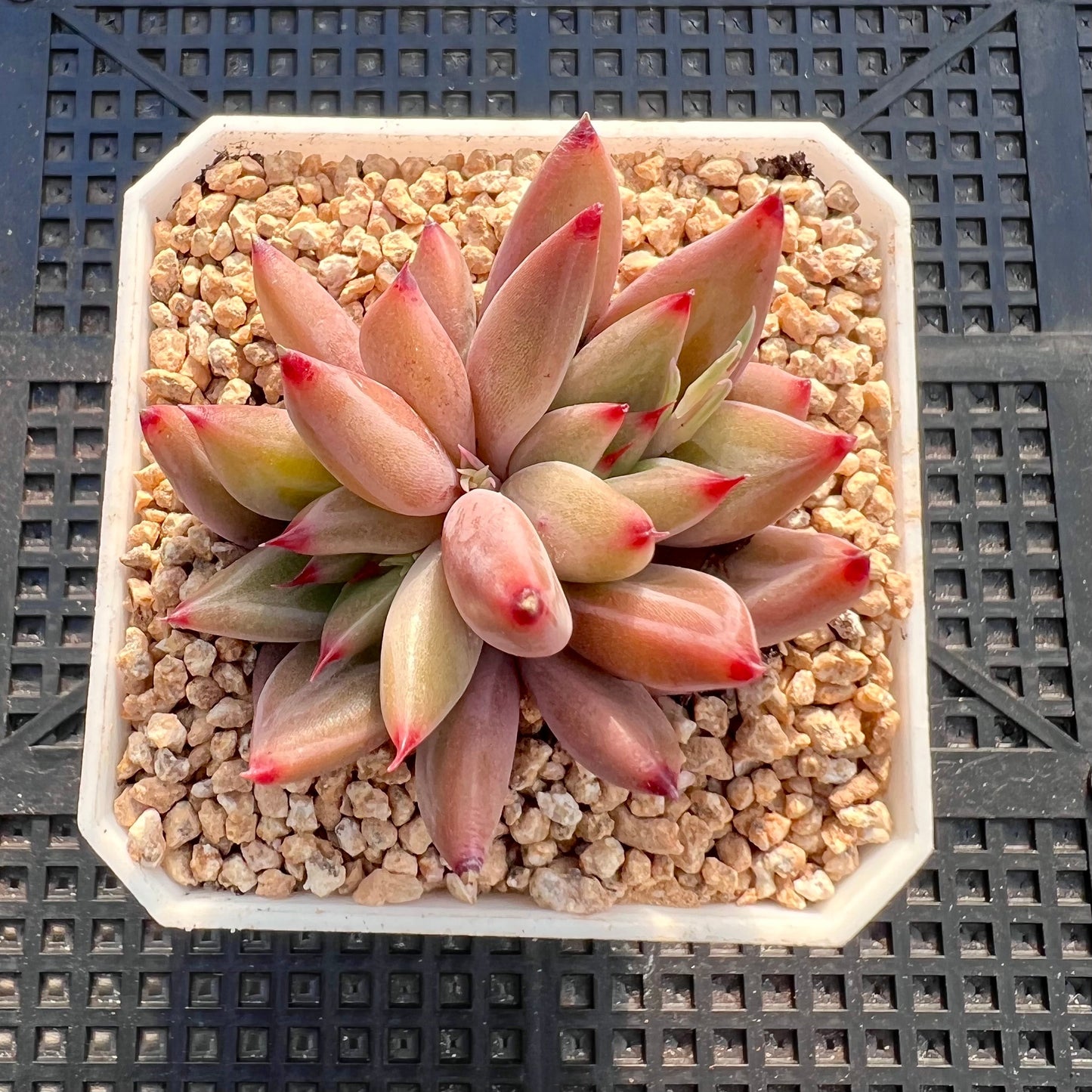 Echeveria Psyche S