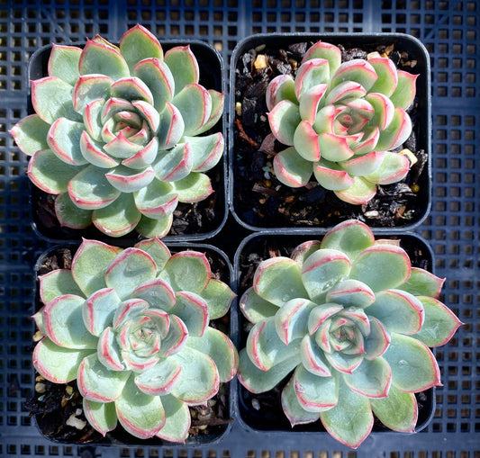 Echeveria Joanna