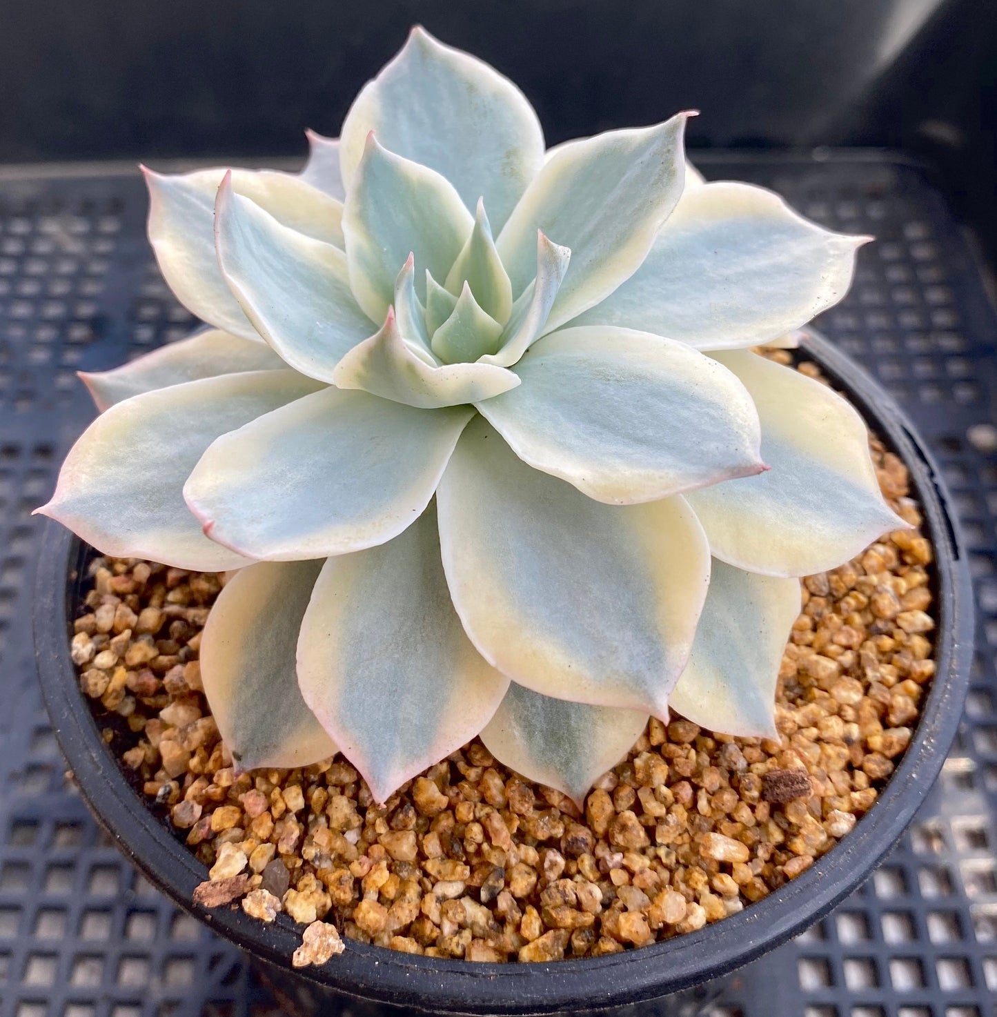 Echeveria subsessilis variegated