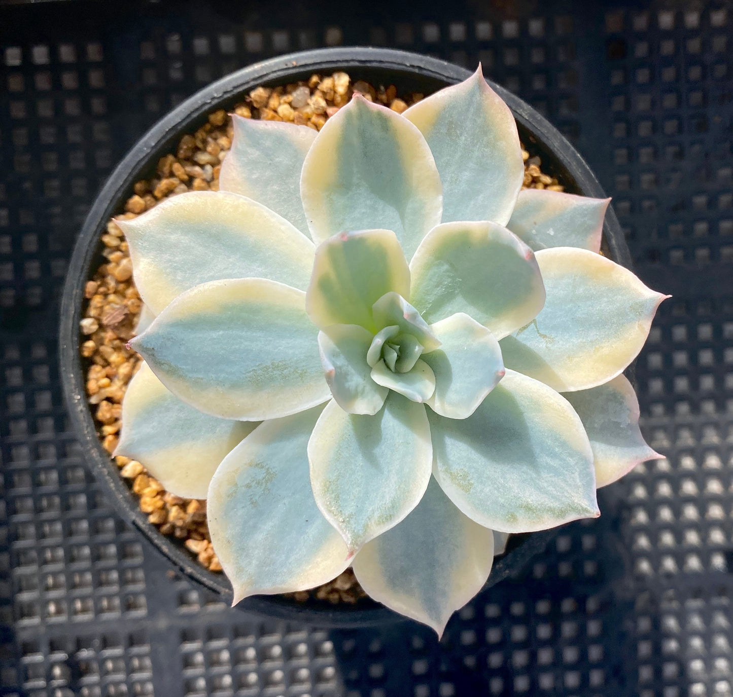 Echeveria subsessilis variegated