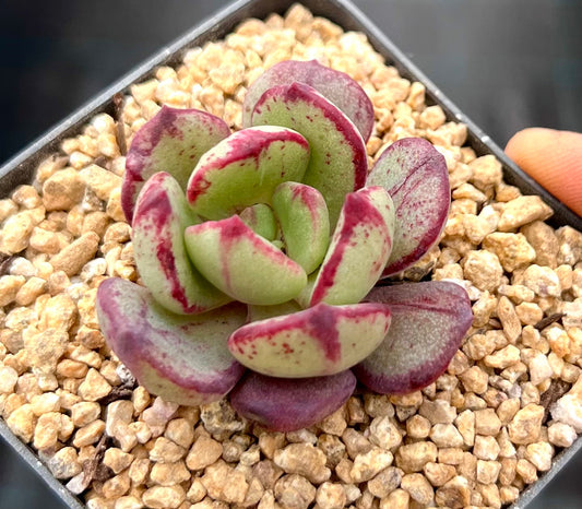 Echeveria bella rouge monstrose S