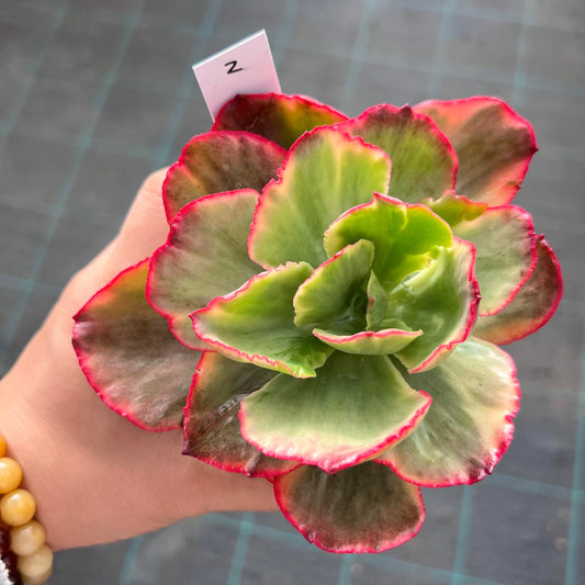 Echeveria Marijah yellow variegation