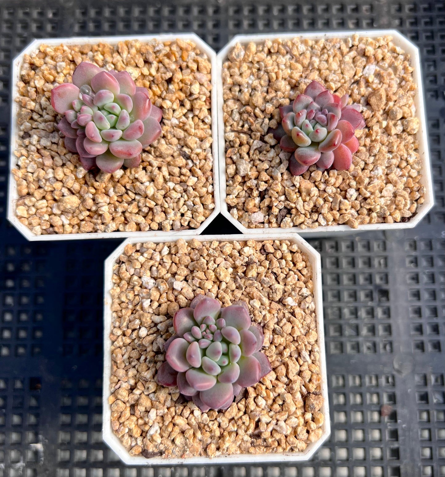 Echeveria amoena round asian form