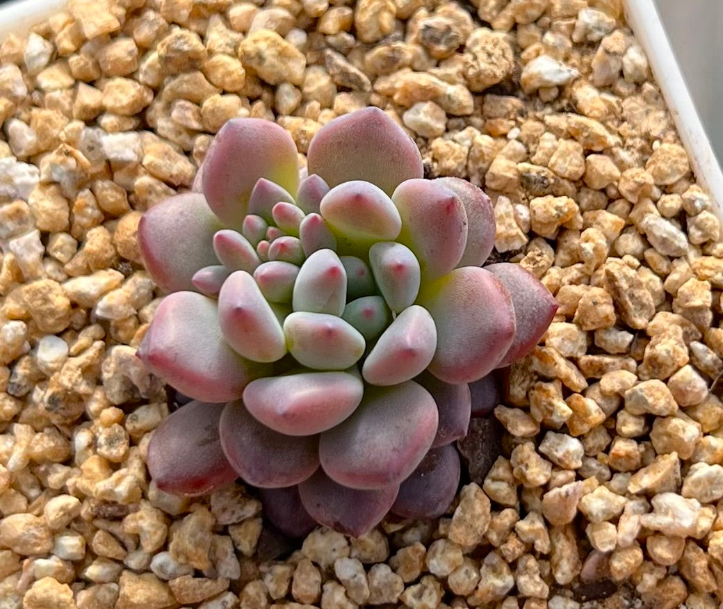 Echeveria amoena round asian form
