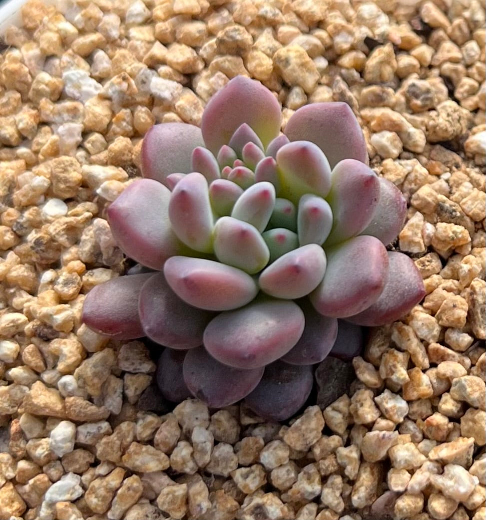 Echeveria amoena round asian form