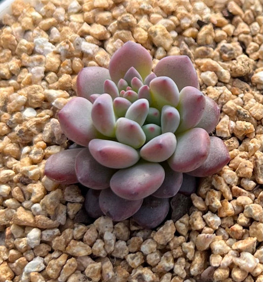 Echeveria amoena round asian form