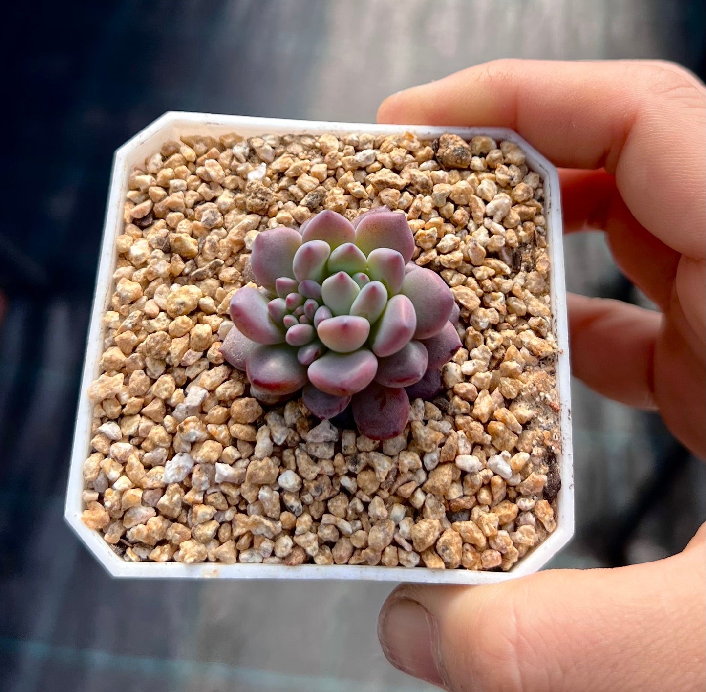 Echeveria amoena round asian form