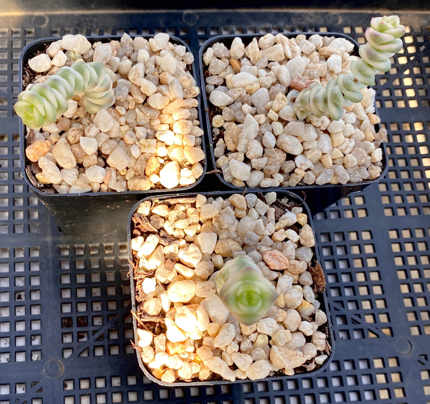 Crassula fantasy