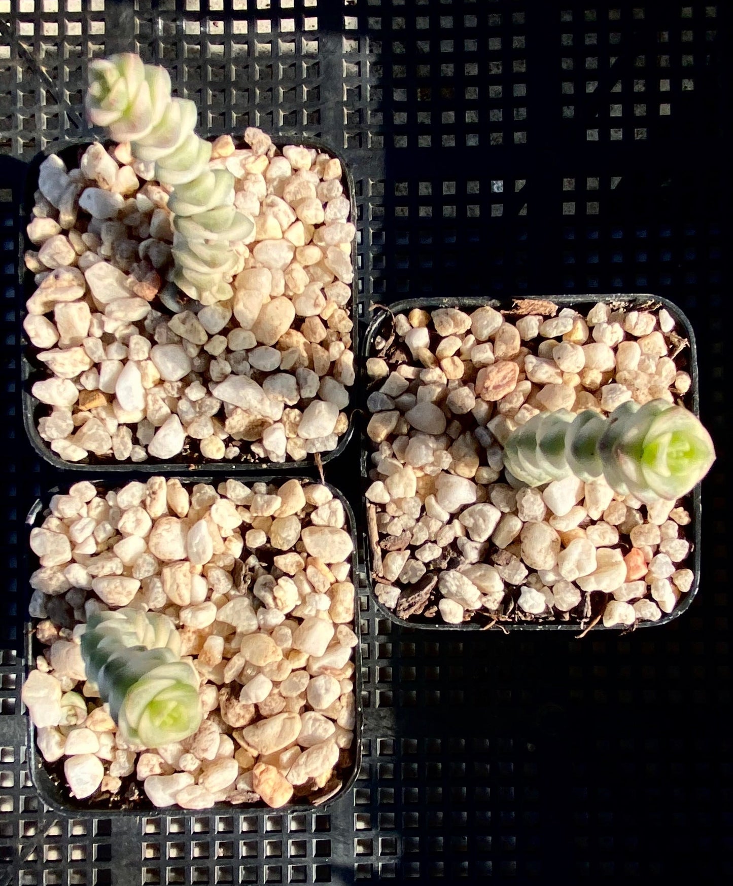 Crassula fantasy