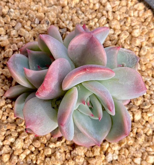 Echeveria Rosanna S