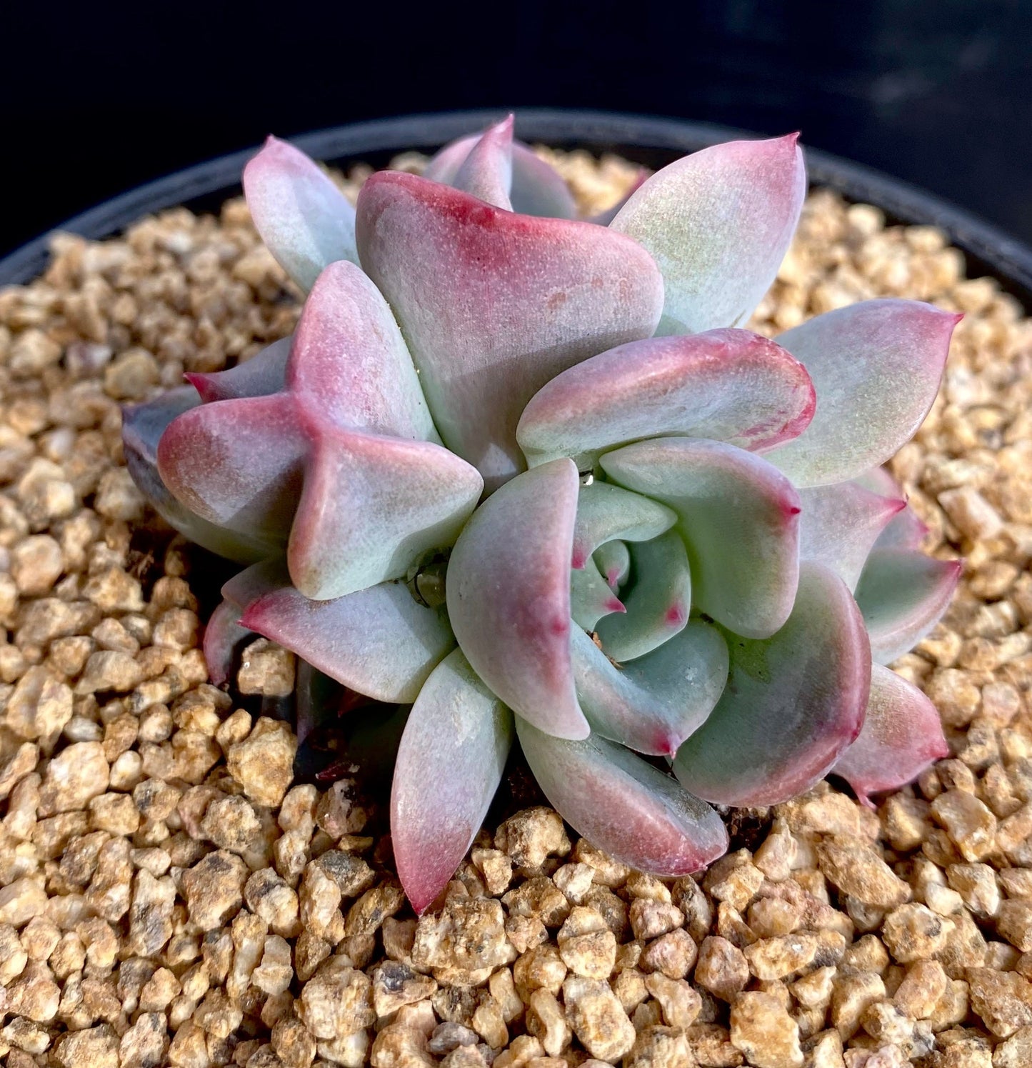 Echeveria Rosanna S