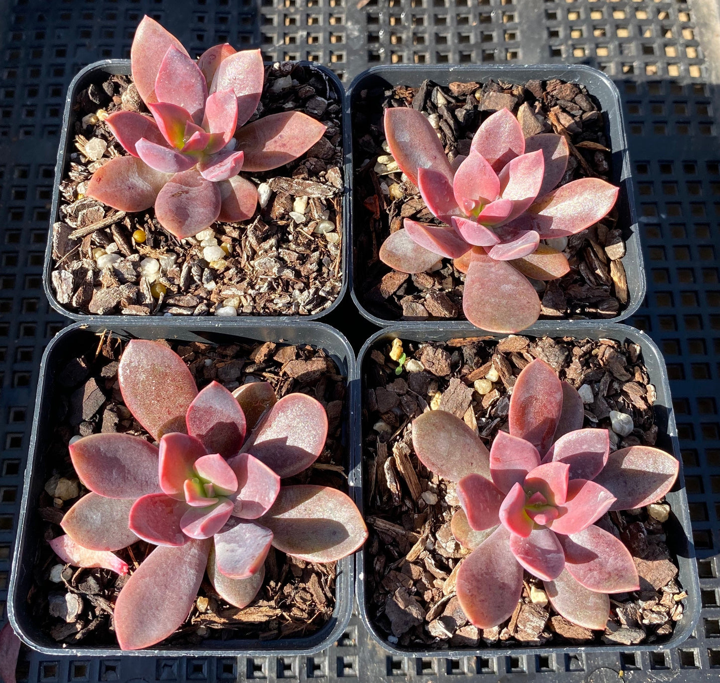 Echeveria purple princess