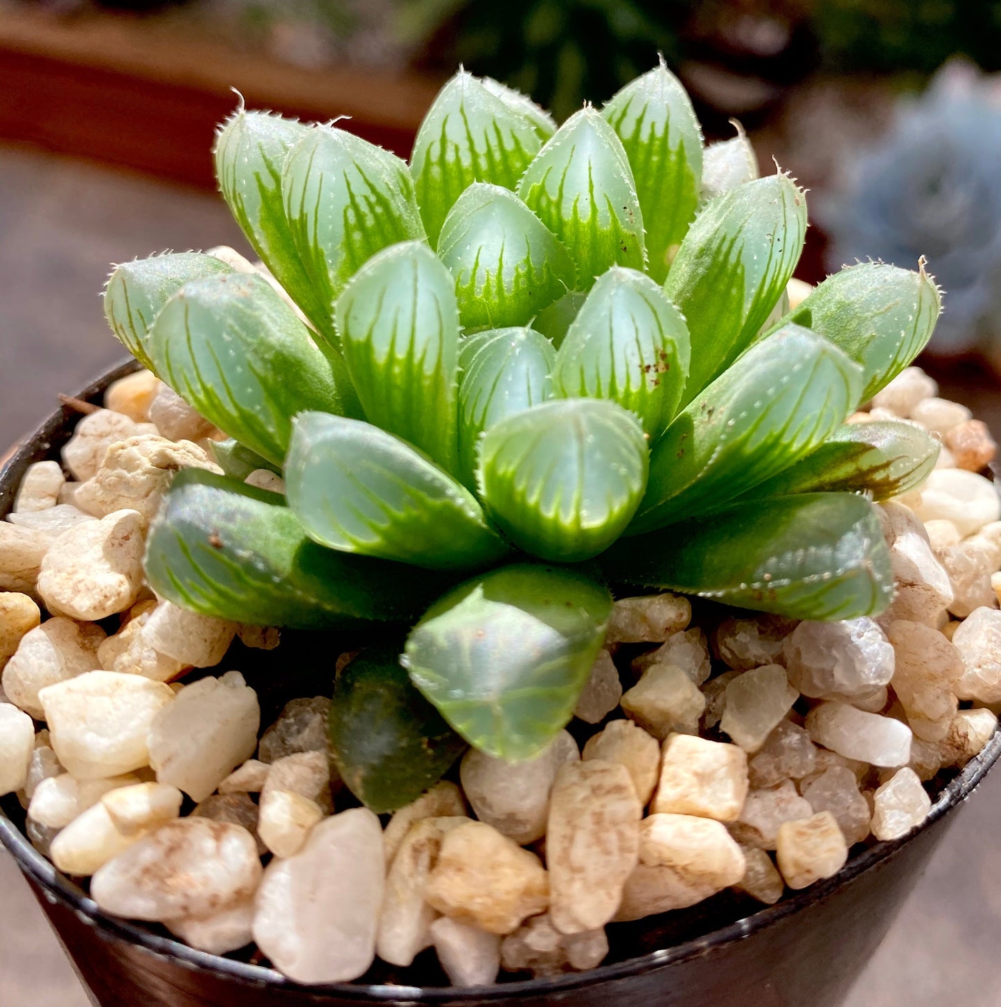 Haworthia cooperi hybrid