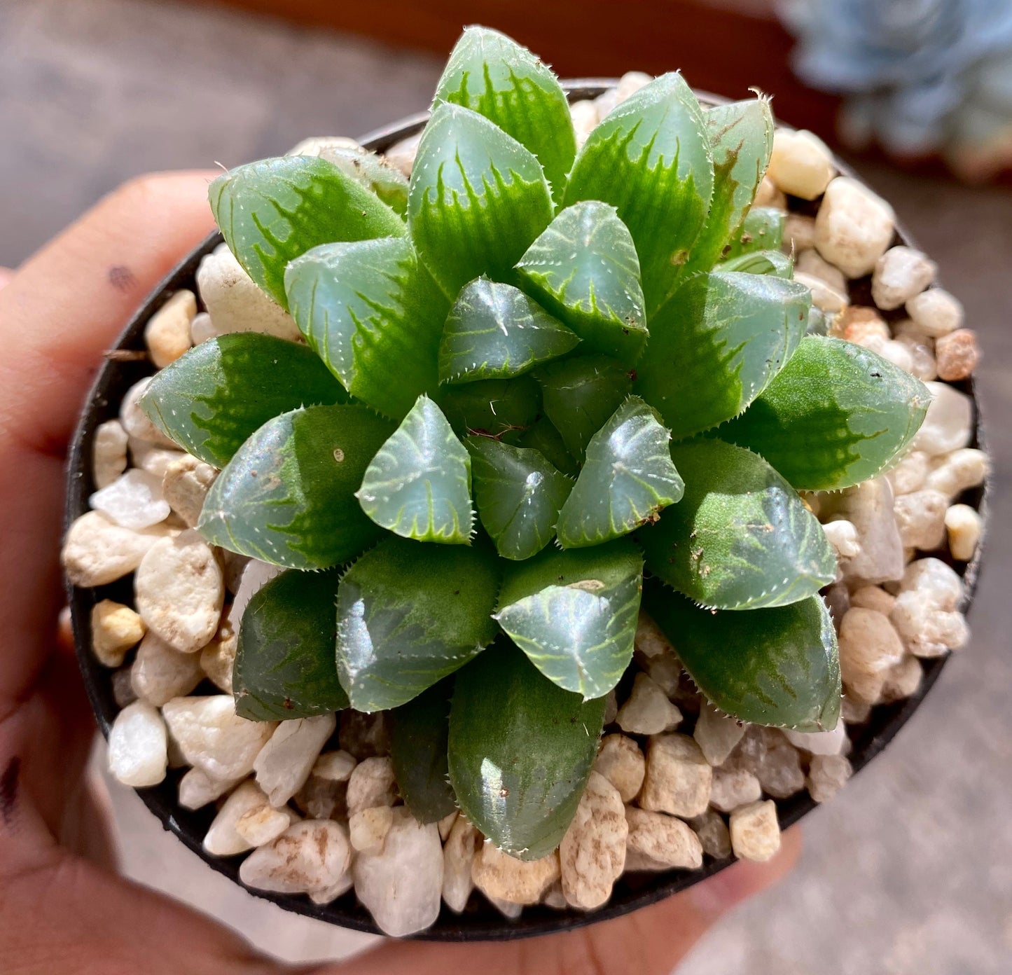 Haworthia cooperi hybrid
