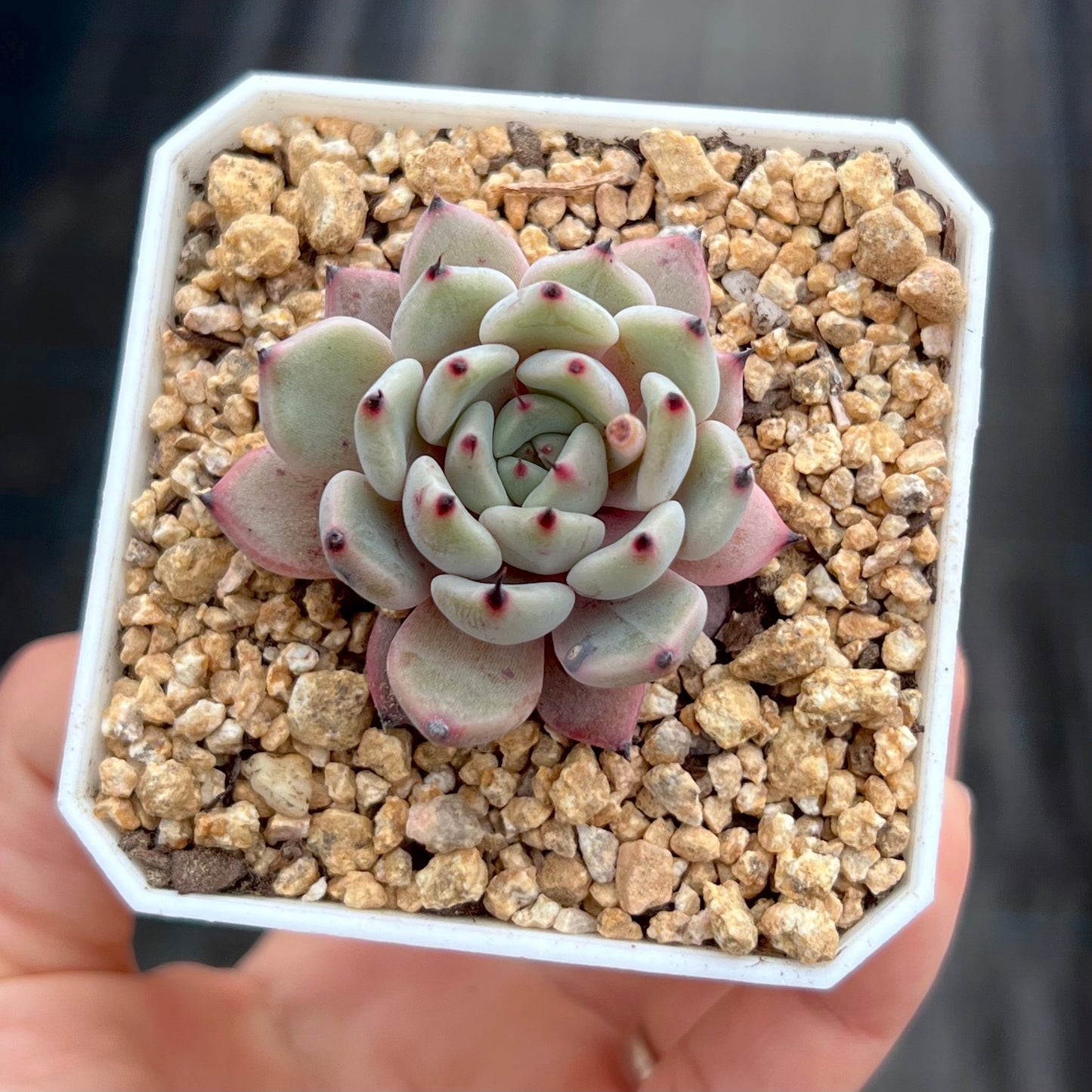 Echeveria red absinthe