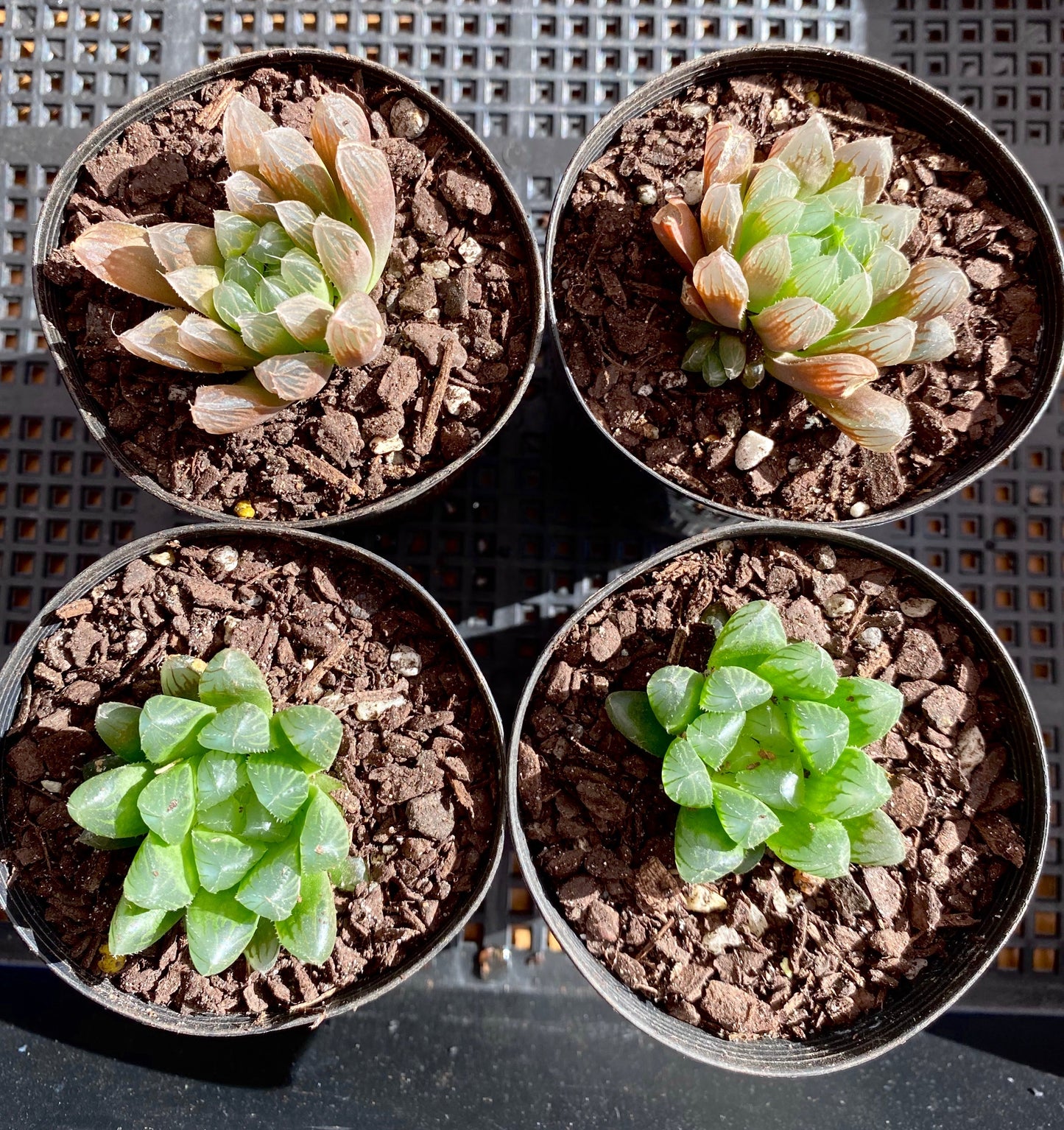 Haworthia cooperi hybrid