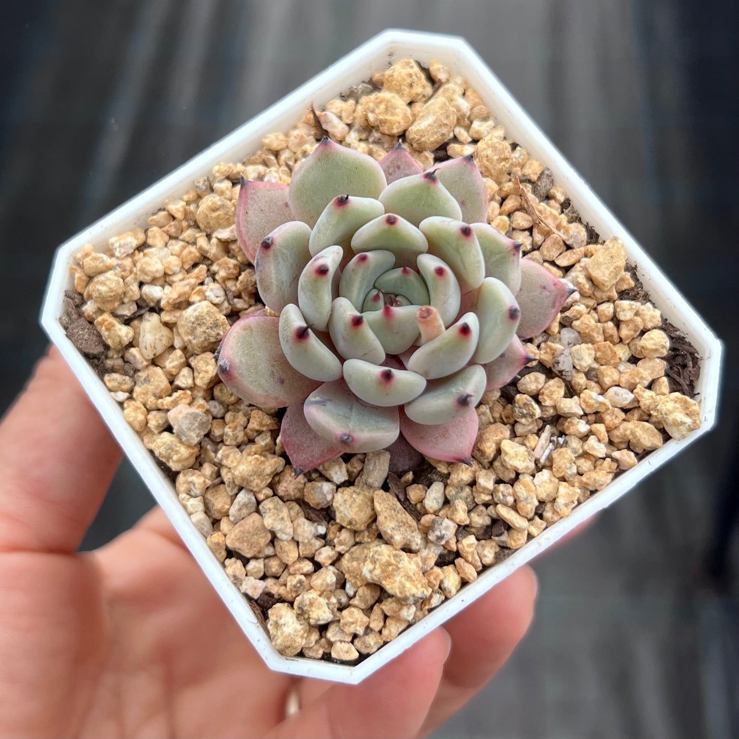 Echeveria red absinthe