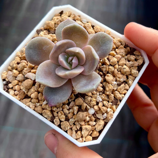 Echeveria lavender mist semi monstrose