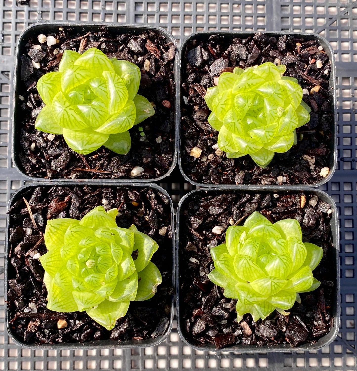 Haworthia cymbiformis obtusa