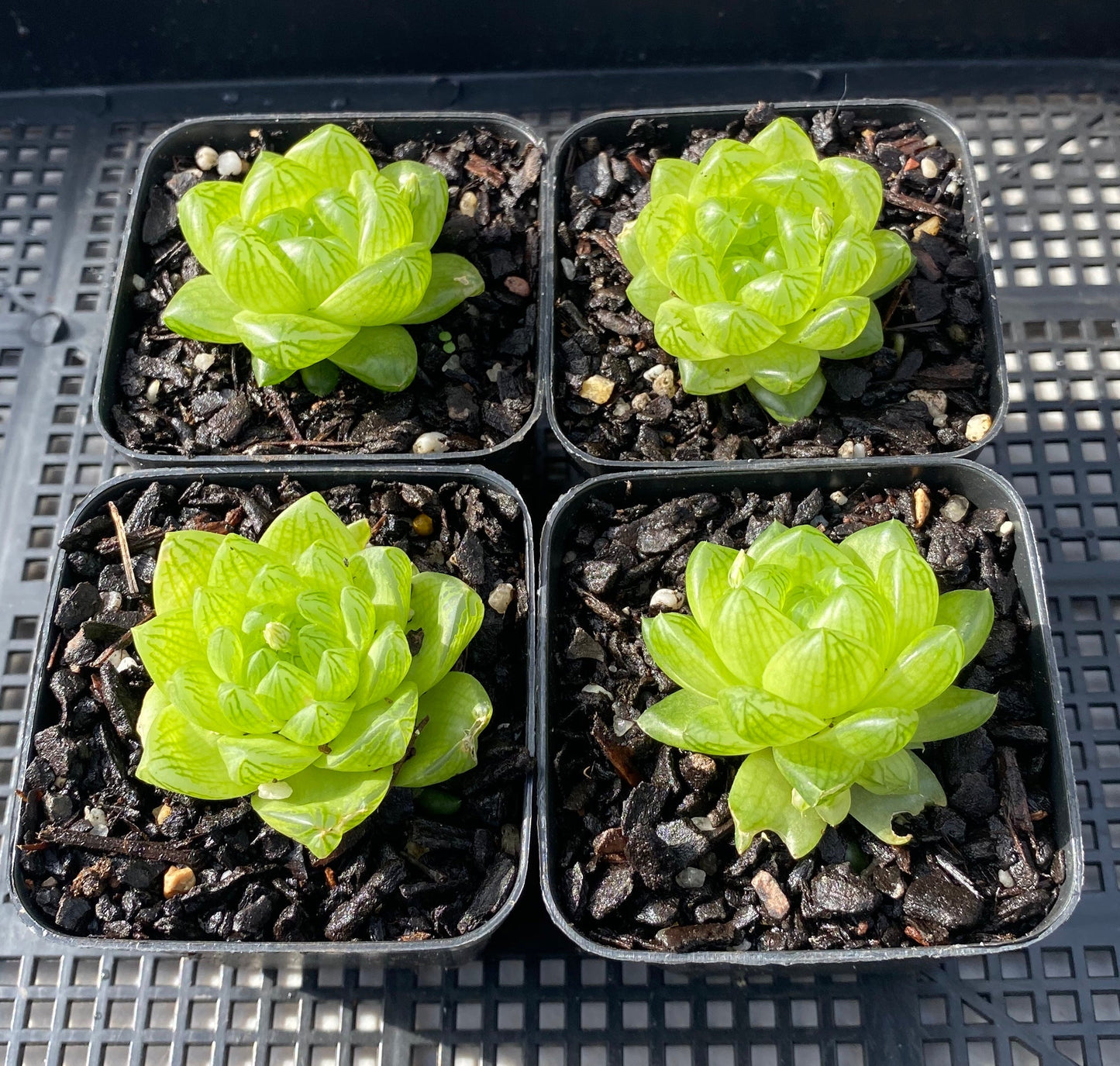 Haworthia cymbiformis obtusa