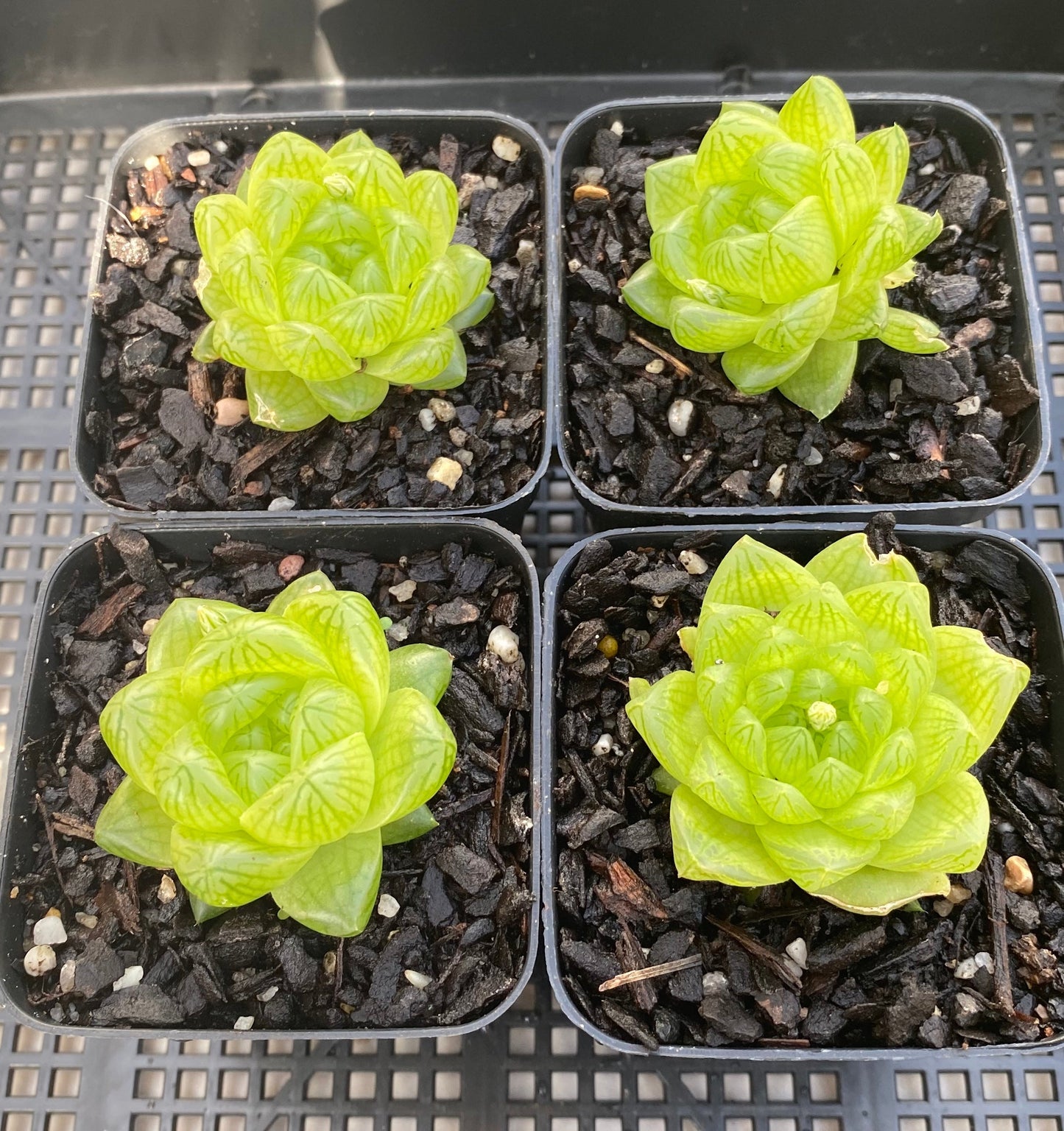Haworthia cymbiformis obtusa