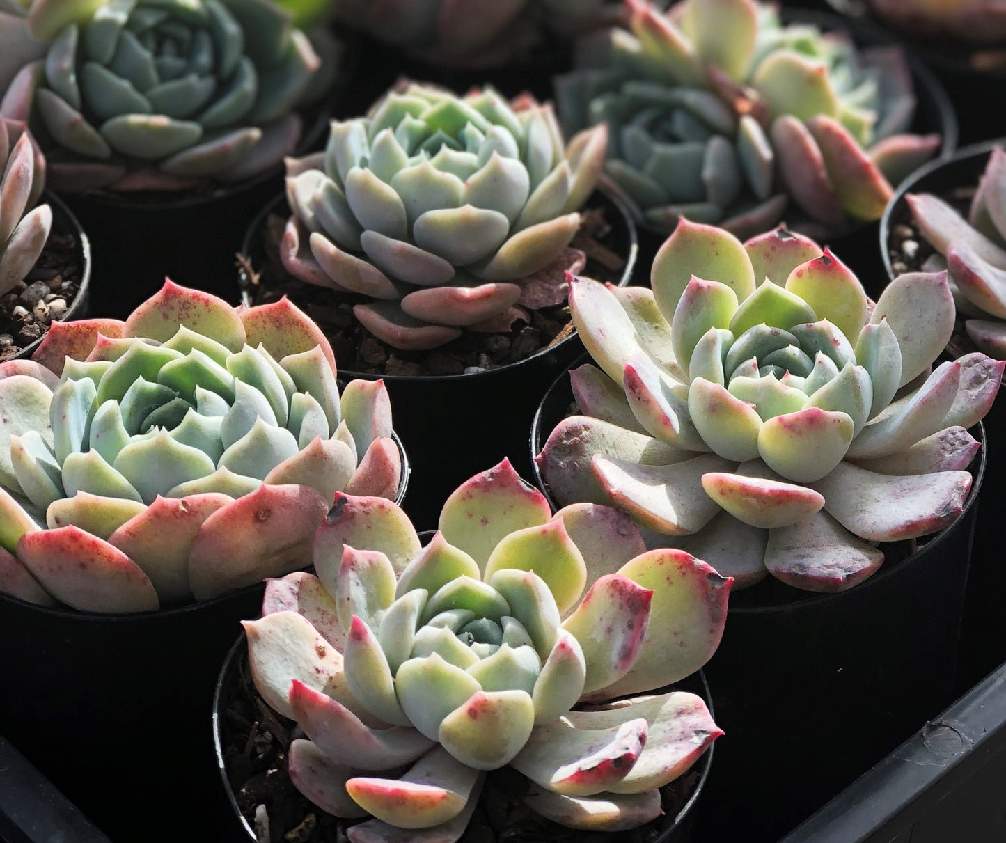 Echeveria Sarahime Botan x lilacina