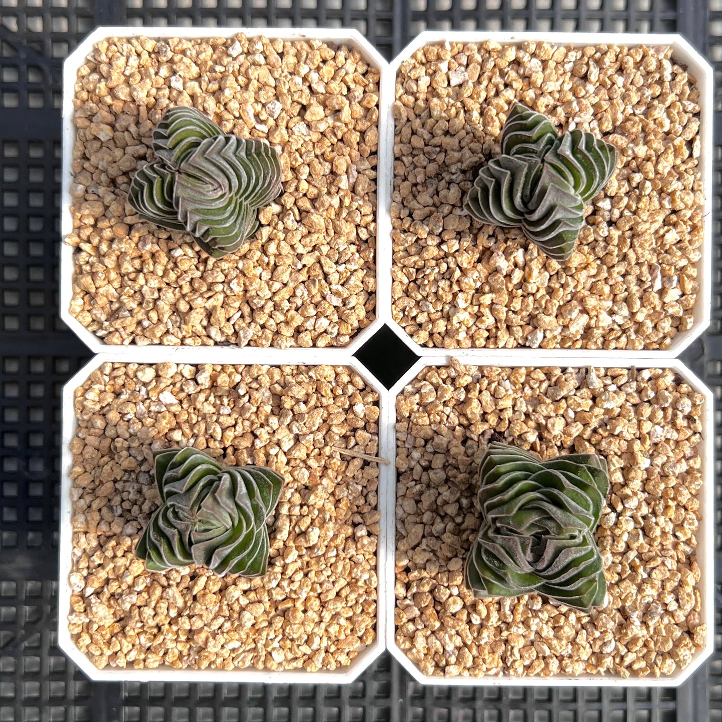Crassula buddah's temple