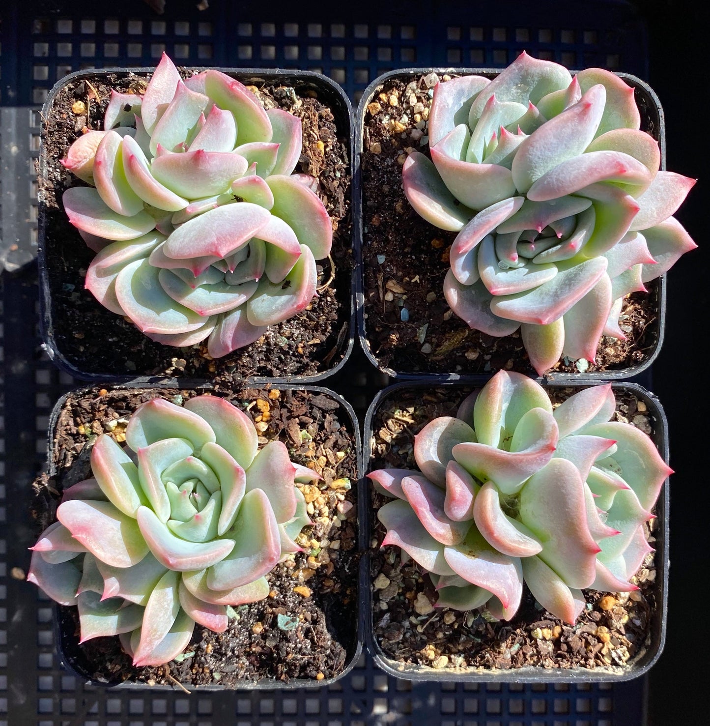 Echeveria Rosanna S