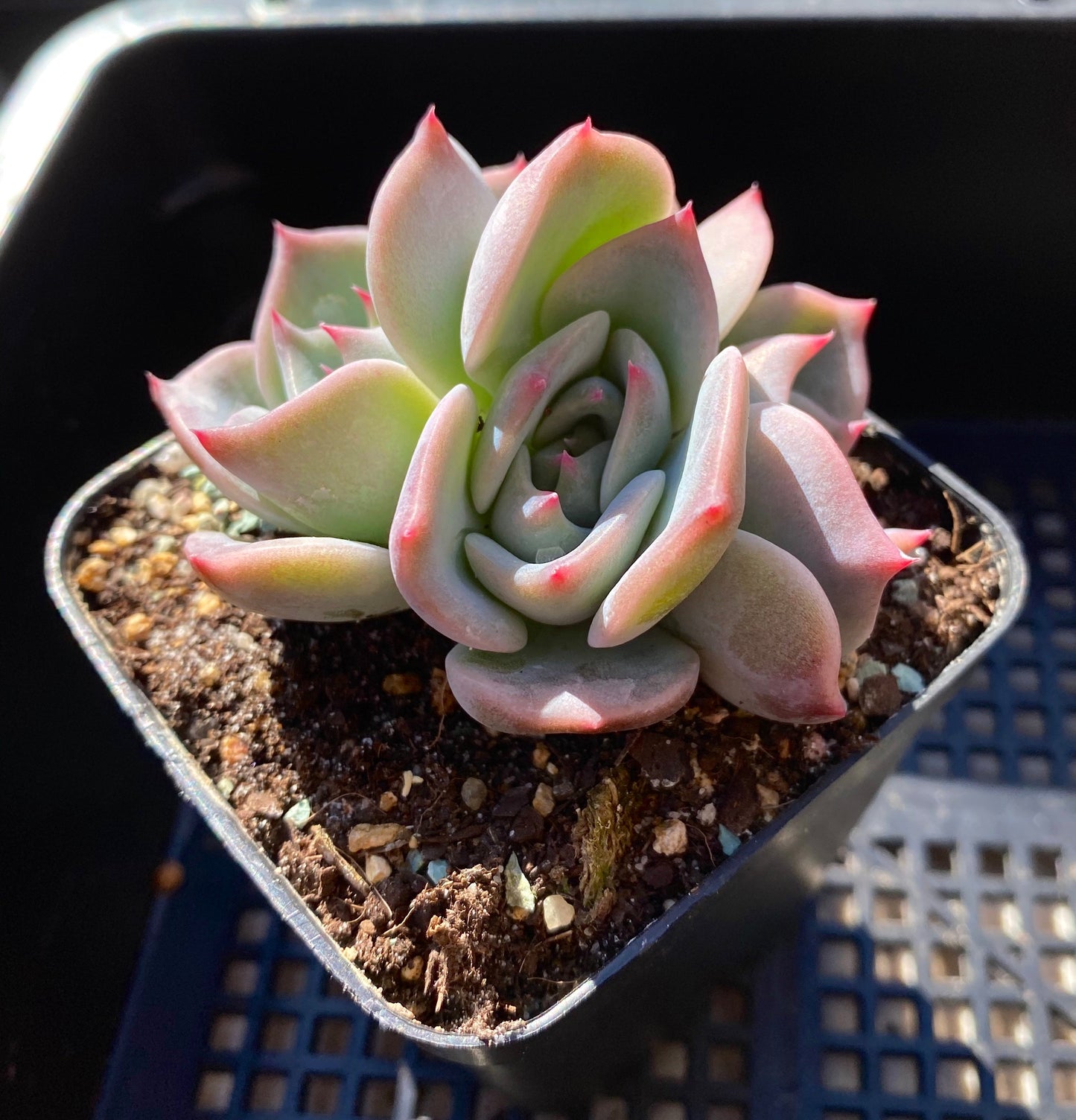 Echeveria Rosanna S