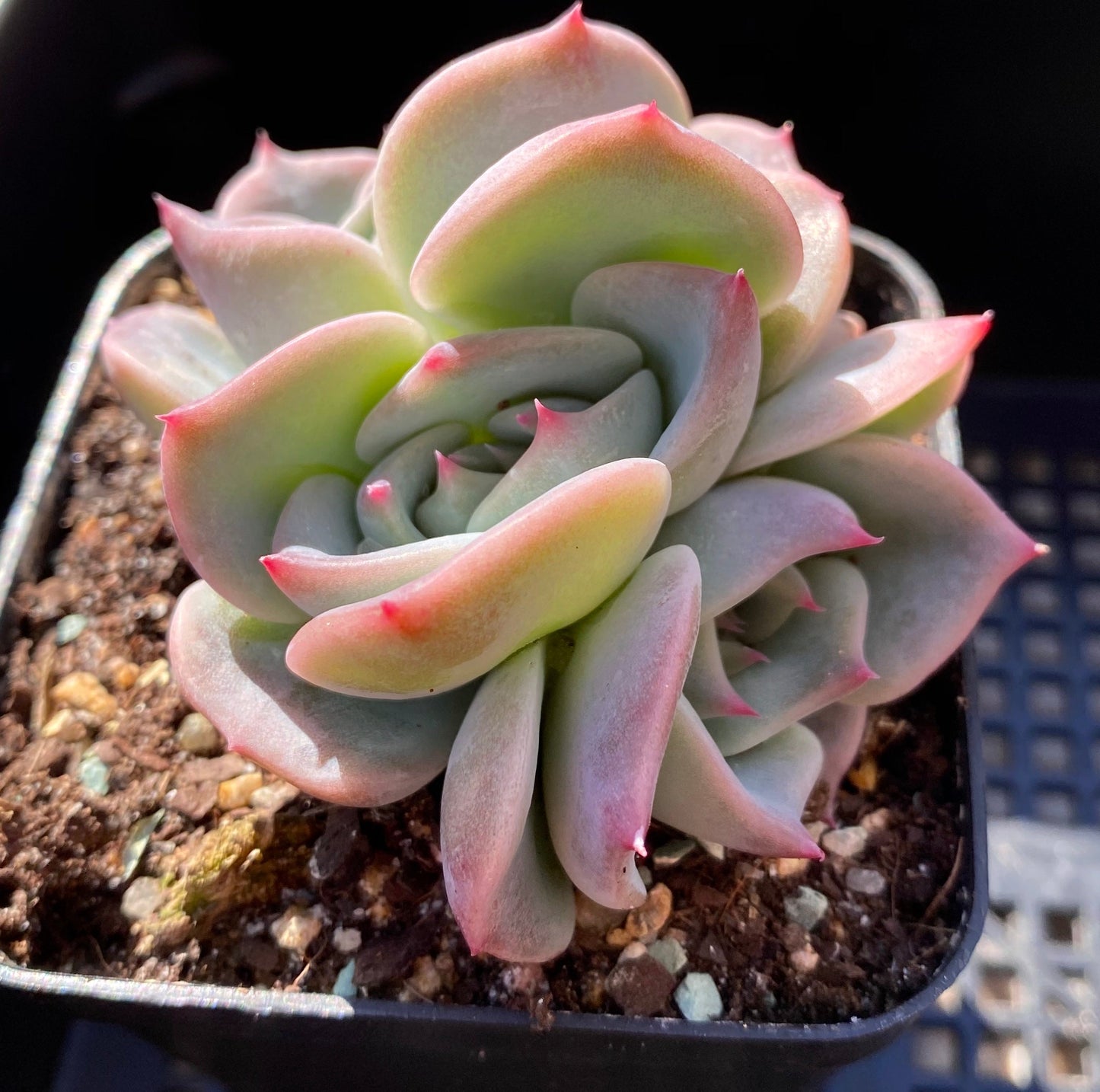 Echeveria Rosanna S