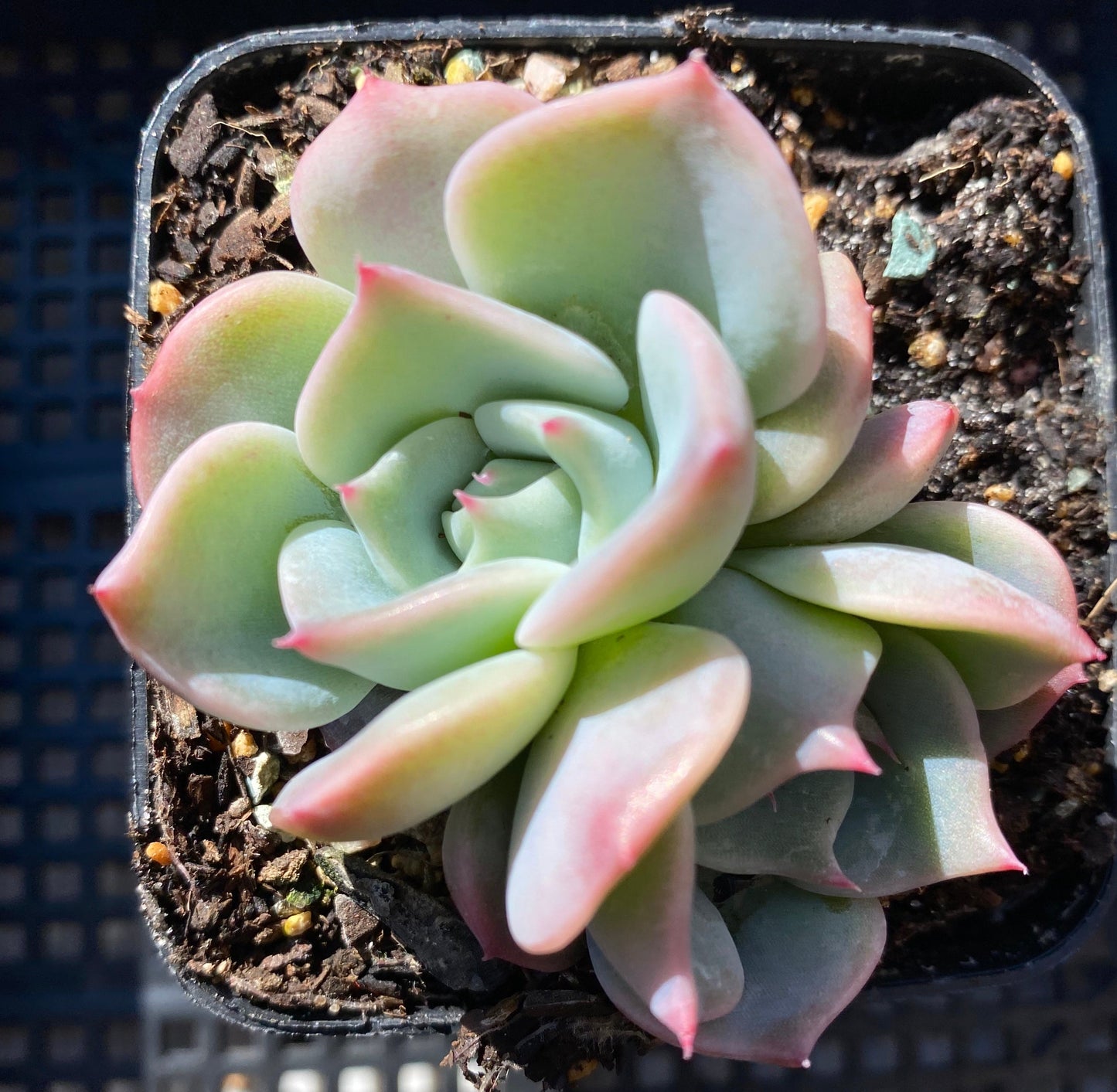 Echeveria Rosanna S