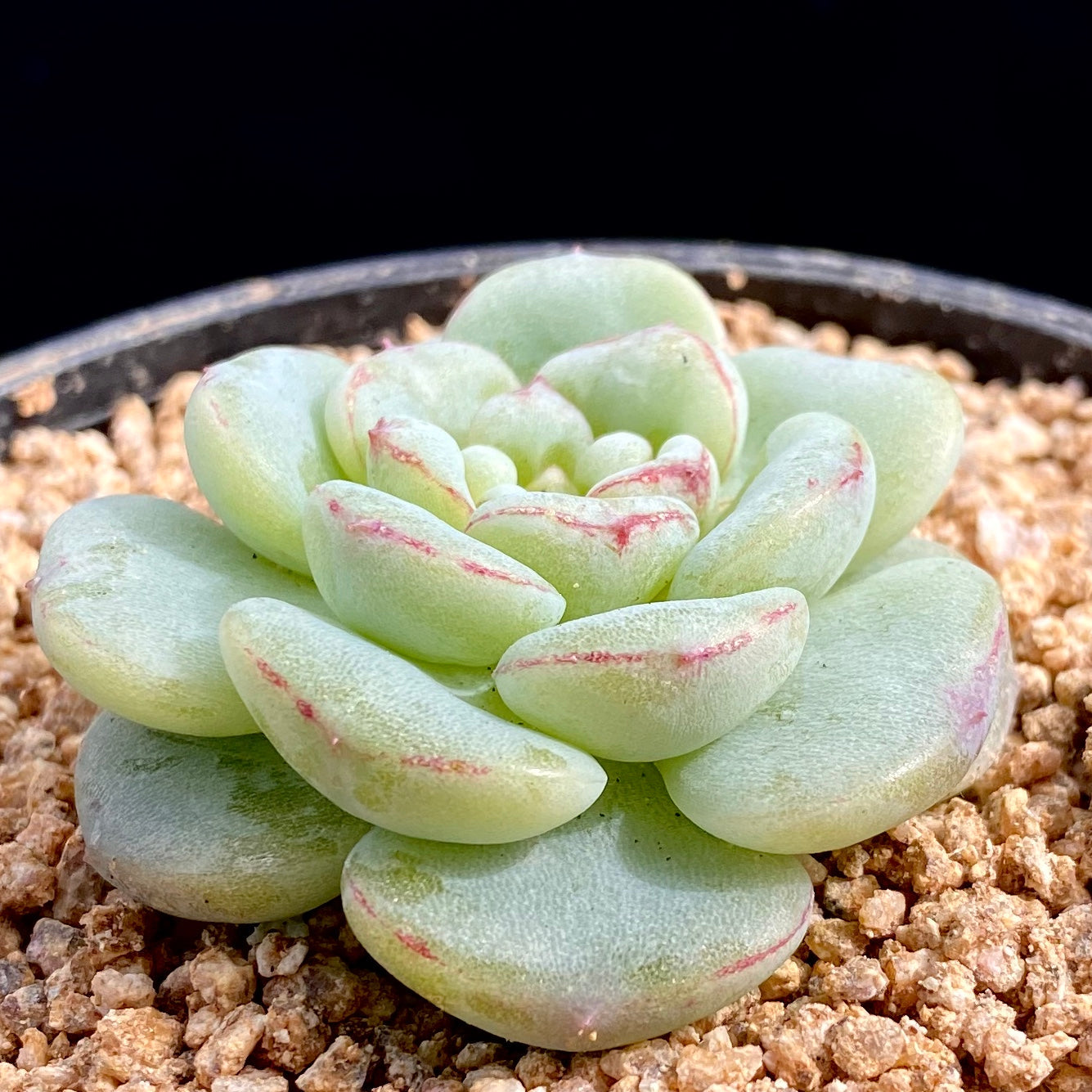 Echeveria red velvet