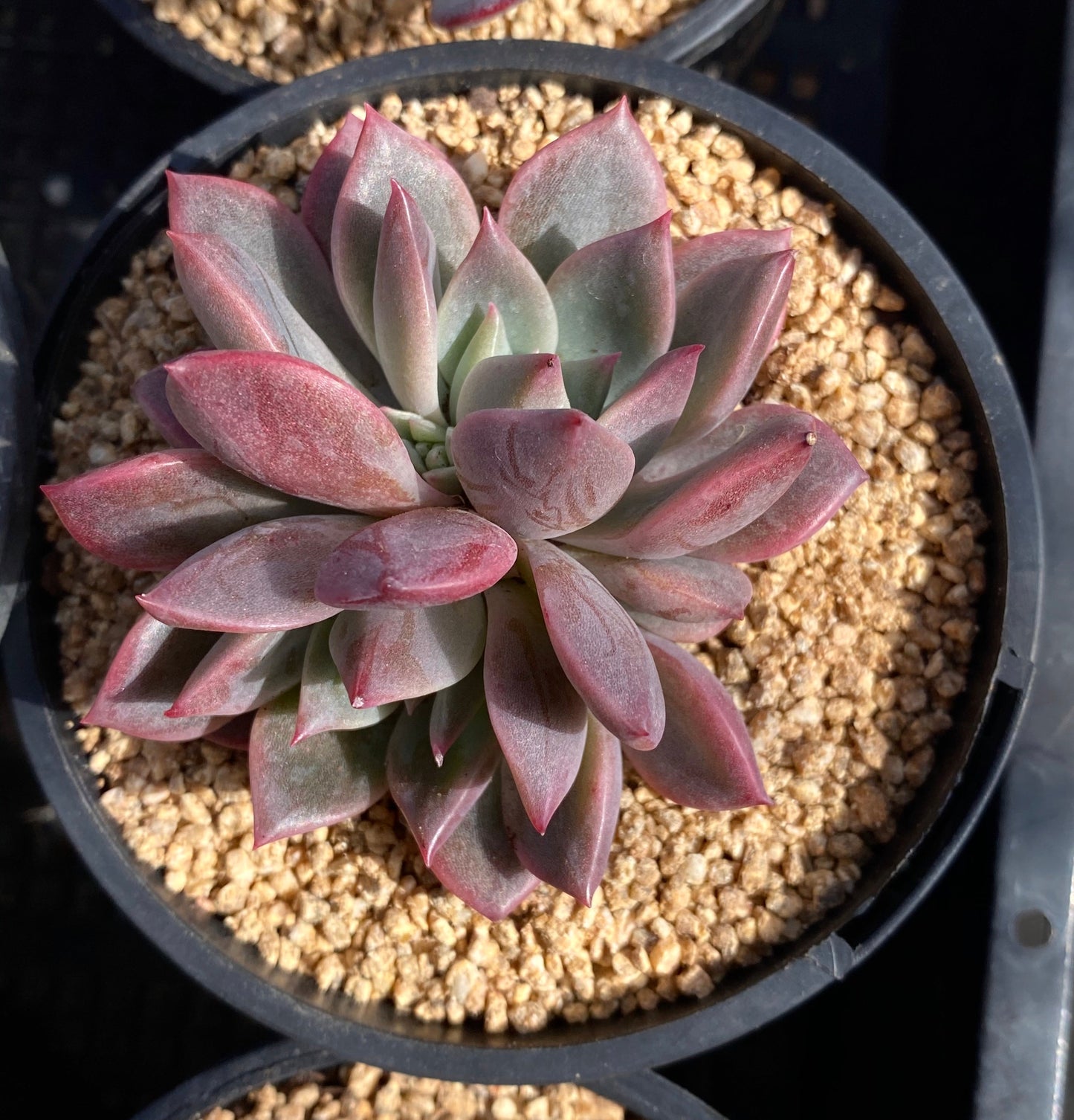 Echeveria bonifica