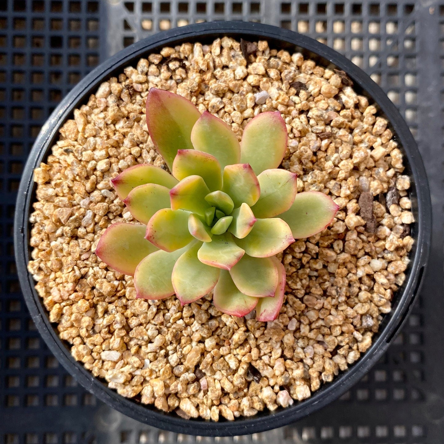 Echeveria minibell variegata