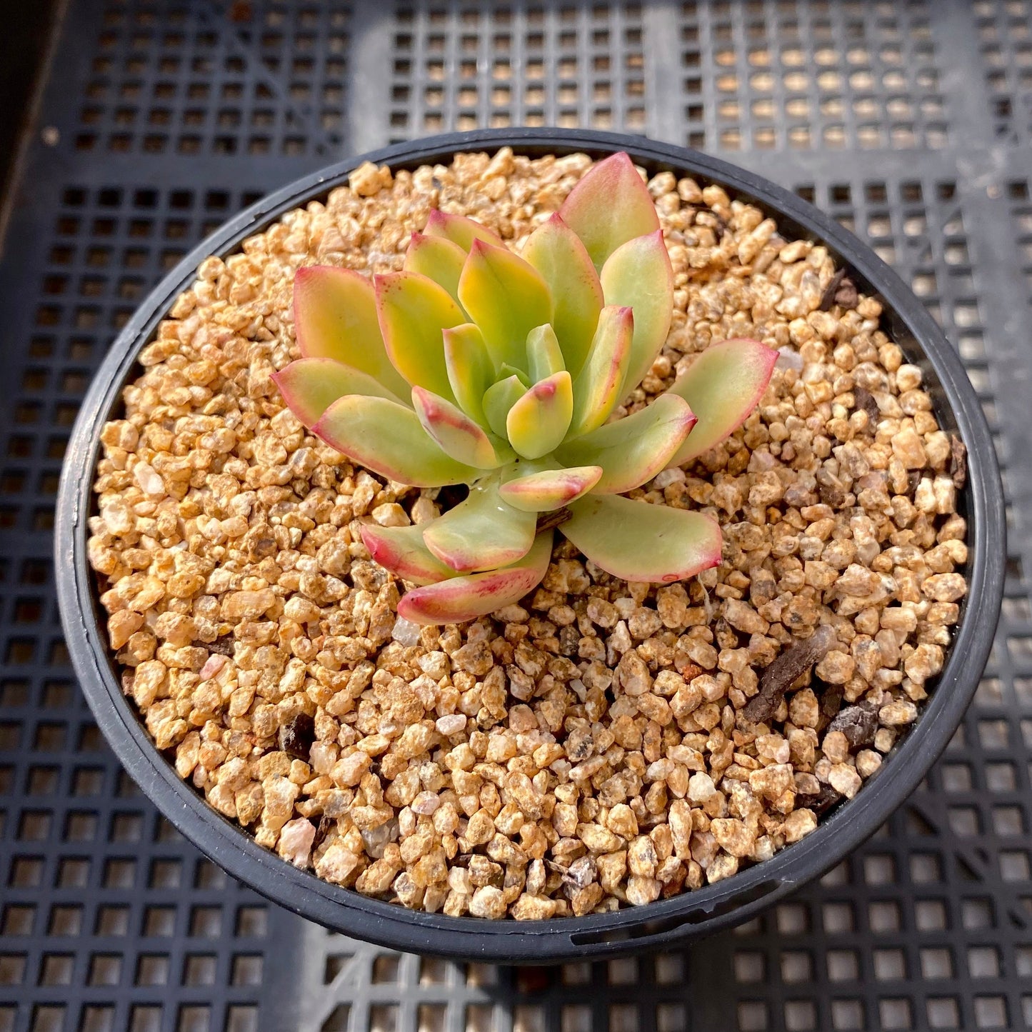 Echeveria minibell variegata