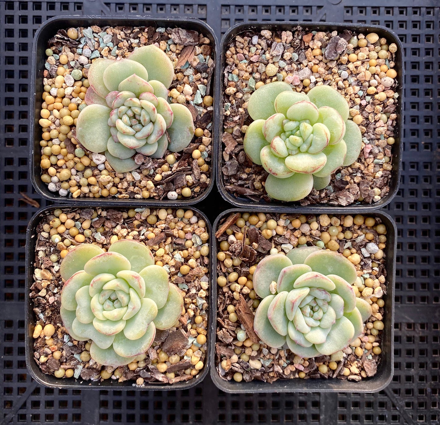 Echeveria red velvet
