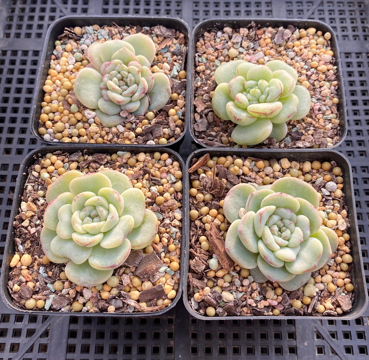 Echeveria red velvet