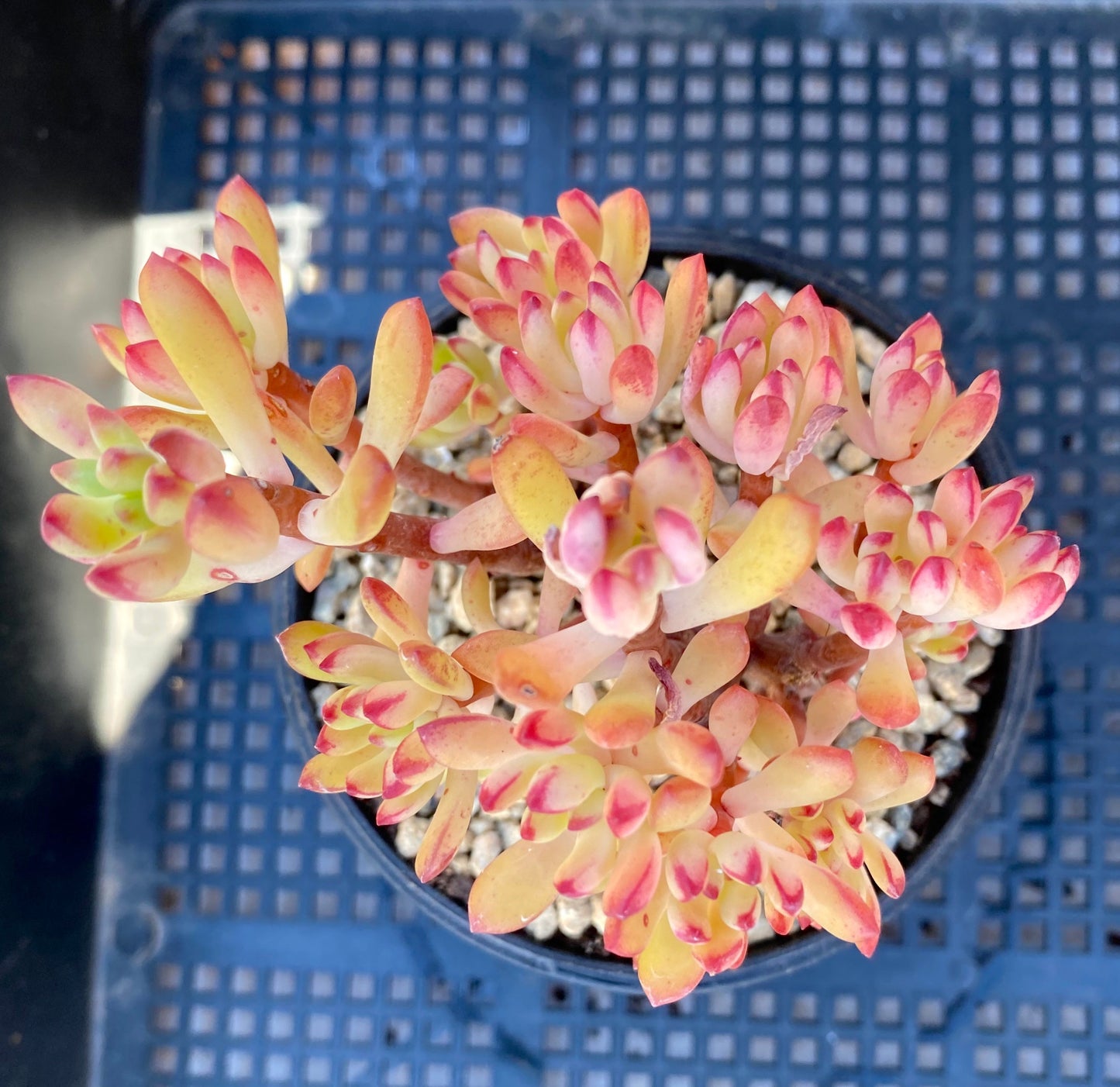 Echeveria macdougallii