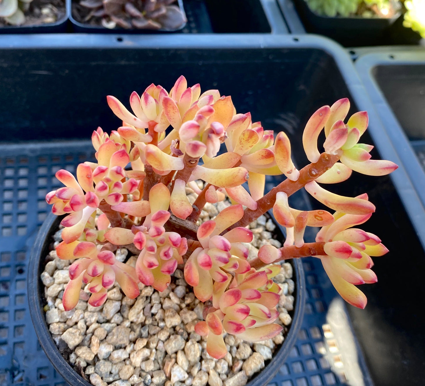 Echeveria macdougallii